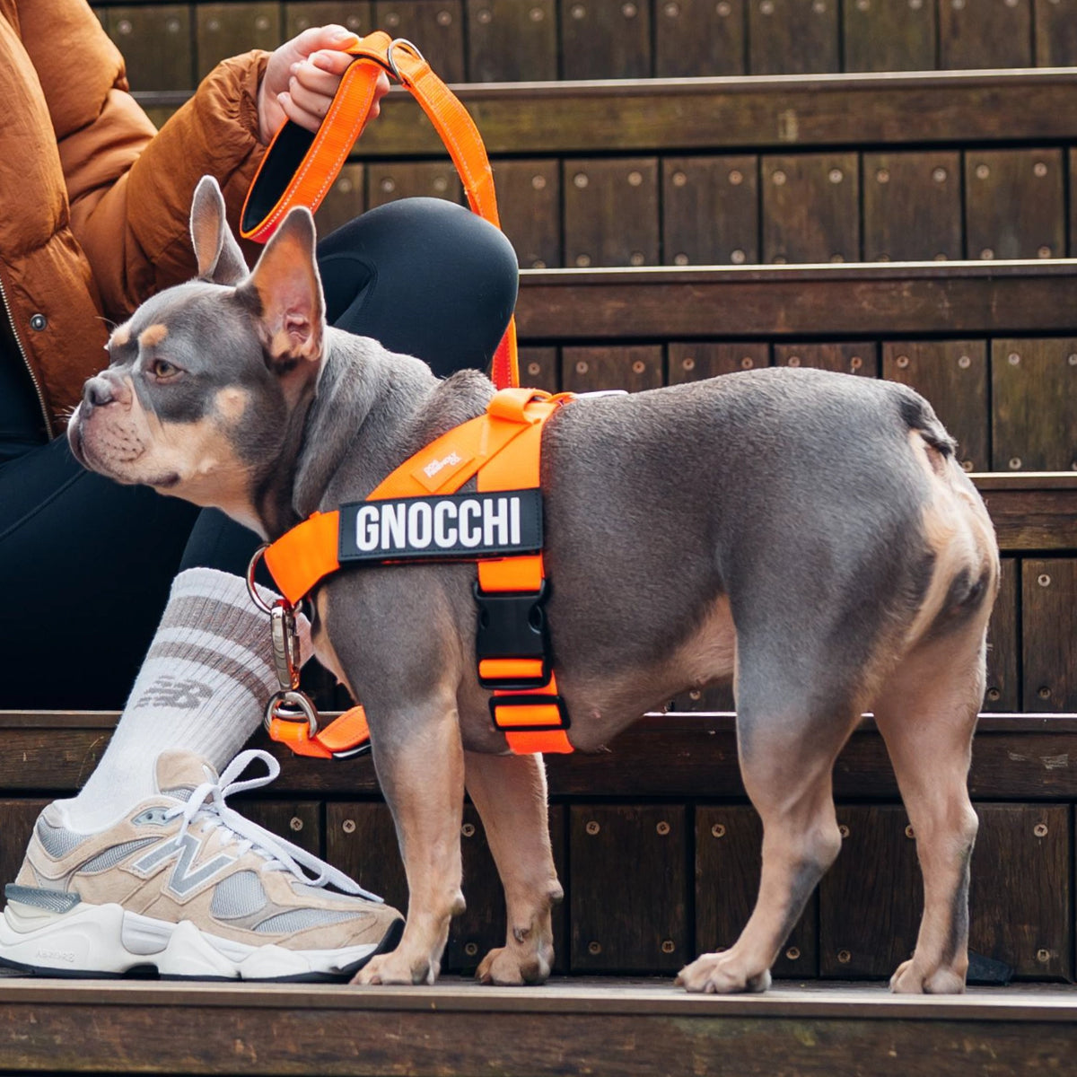Personalised Dog Harness