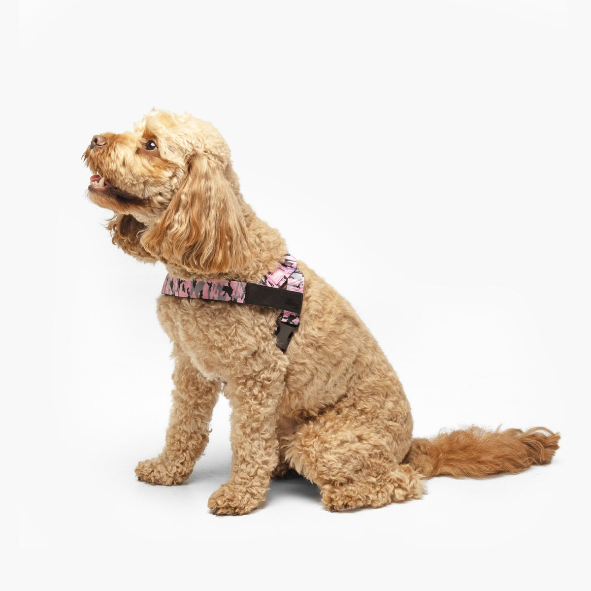 Personalised Dog Harness