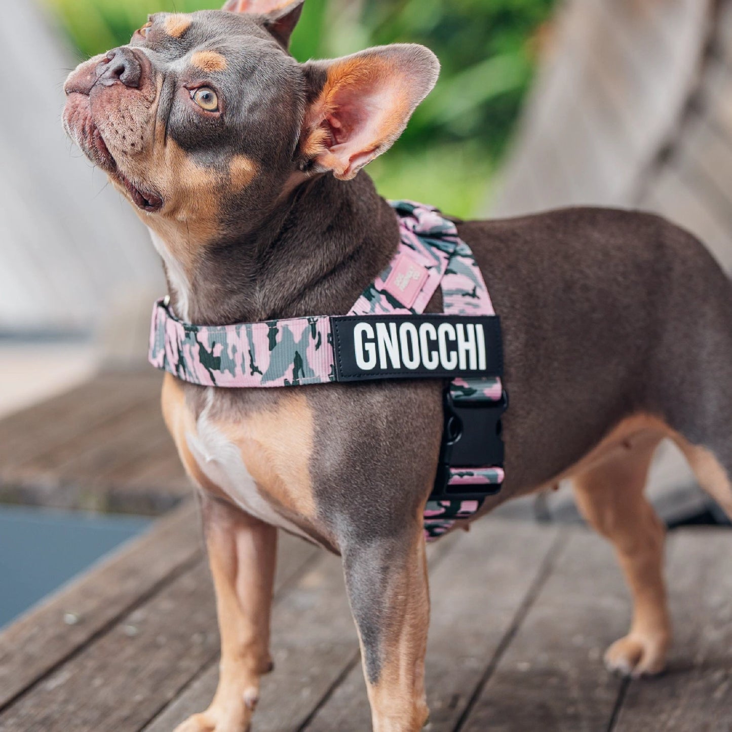 Personalised Dog Harness