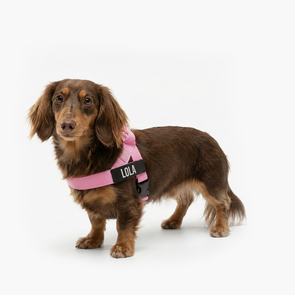 Personalised Dog Harness