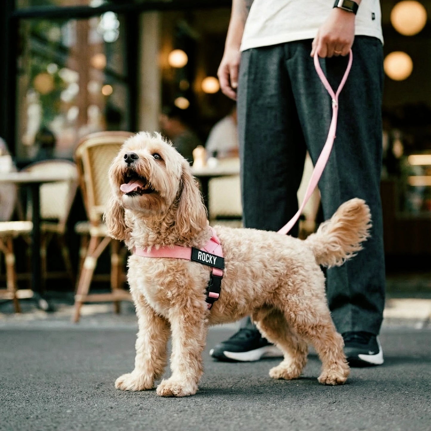 Personalised Dog Harness