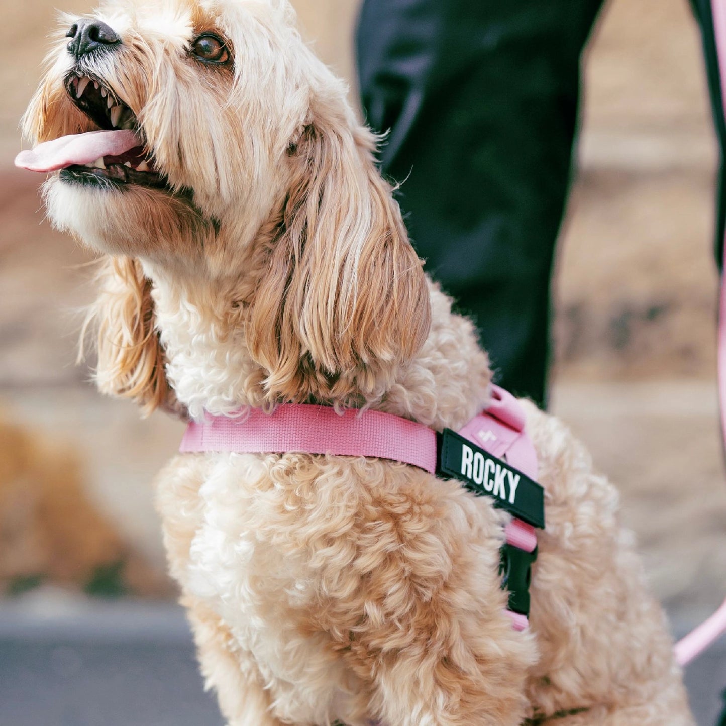 Personalised Dog Harness