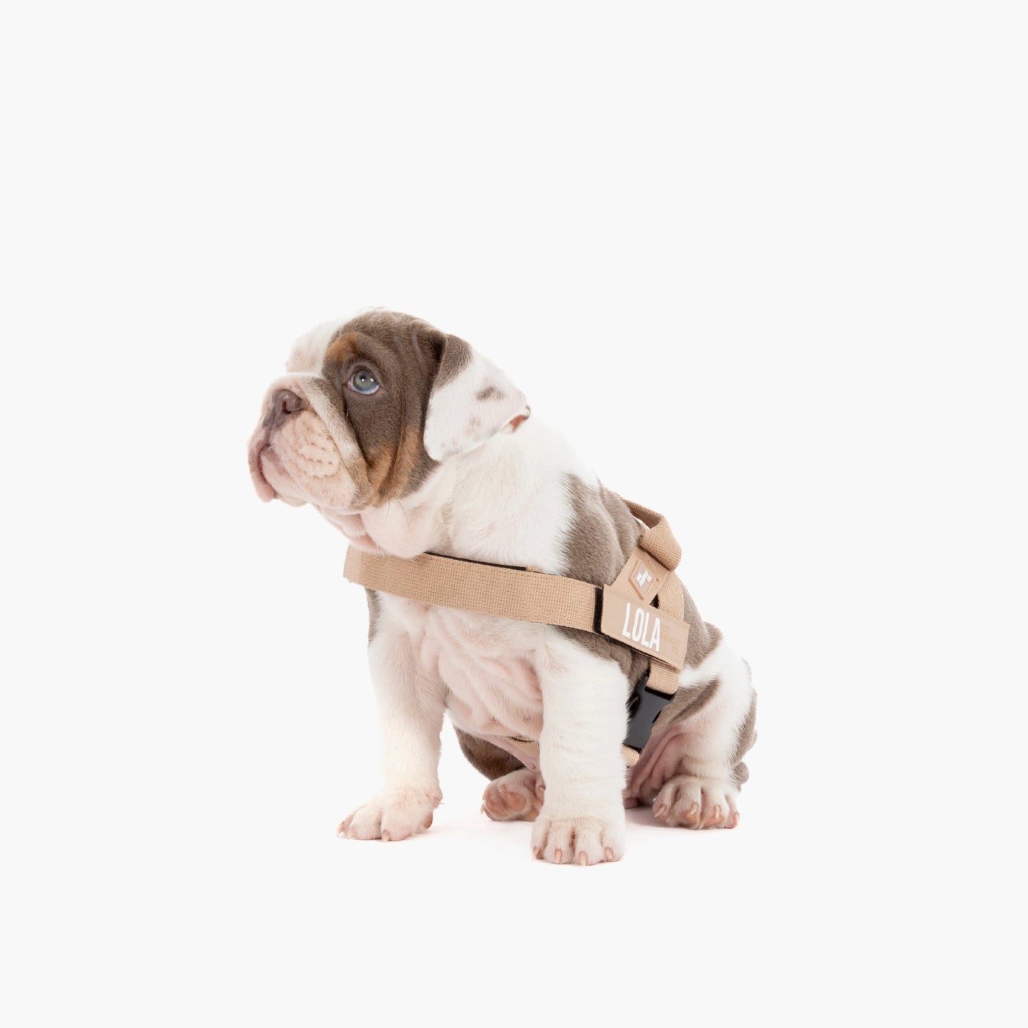 Personalised Dog Harness