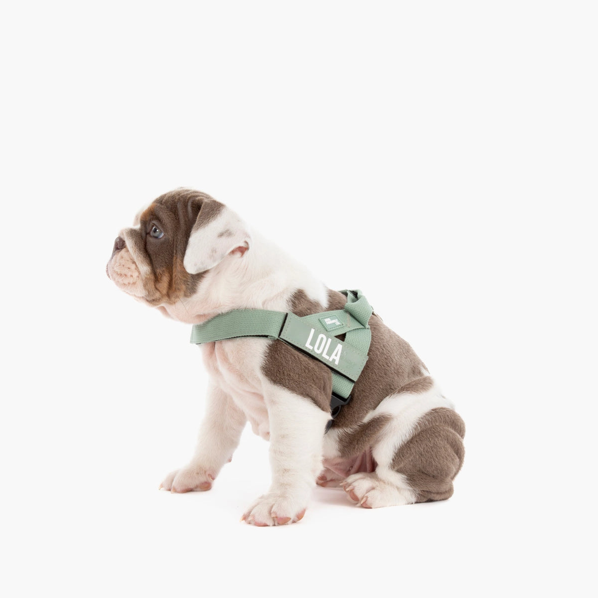 Personalised Dog Harness
