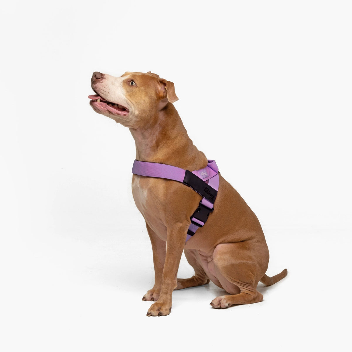 Personalised Dog Harness