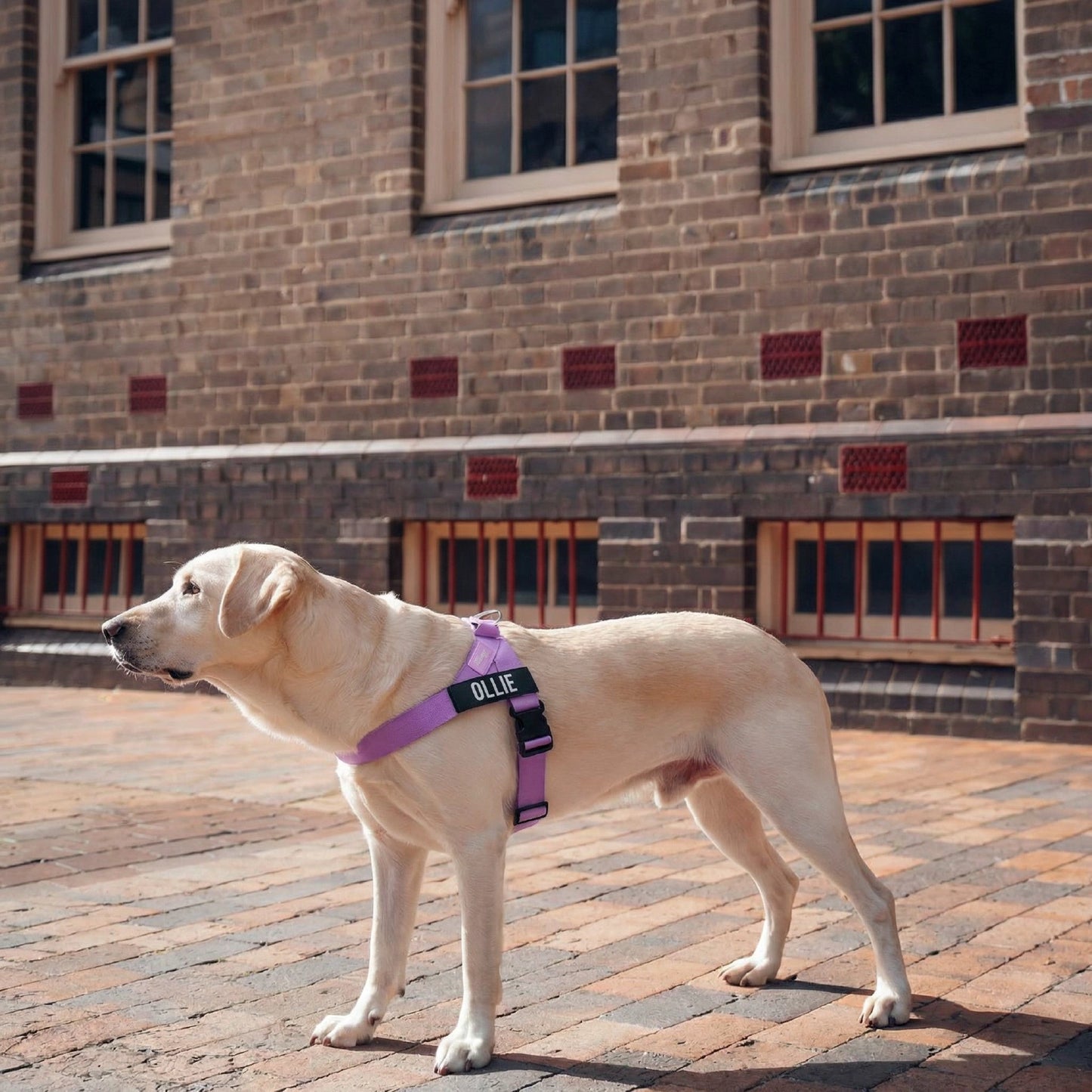 Personalised Dog Harness