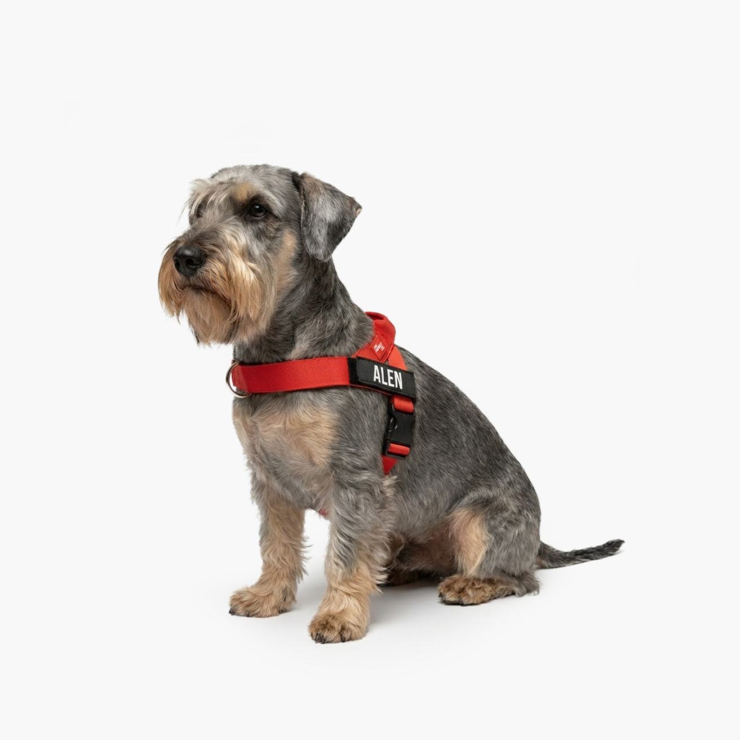 Personalised Dog Harness