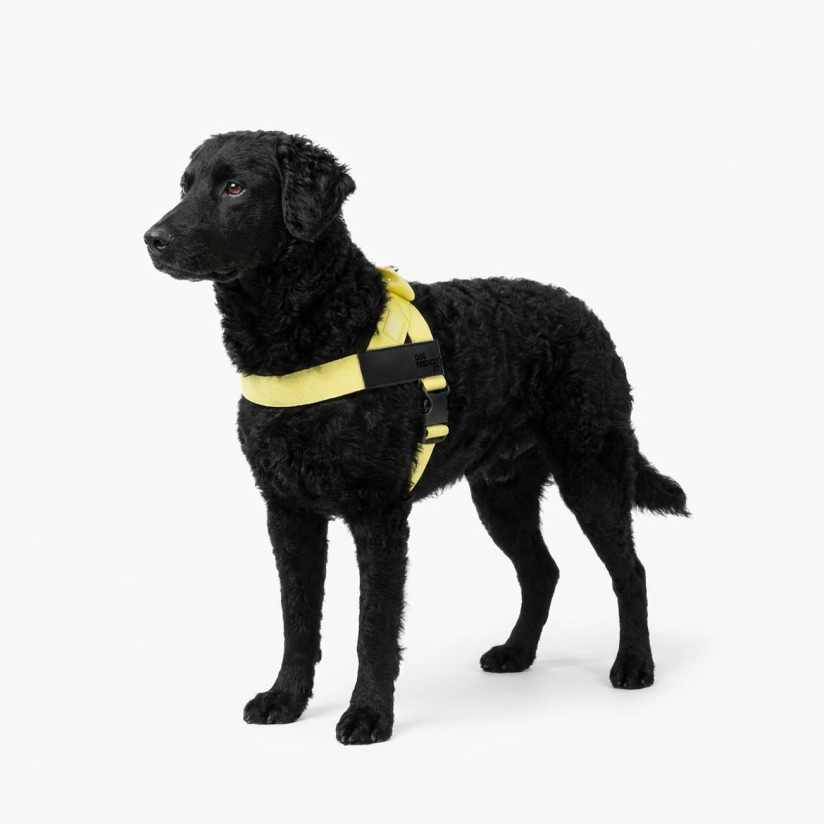 Personalised Dog Harness