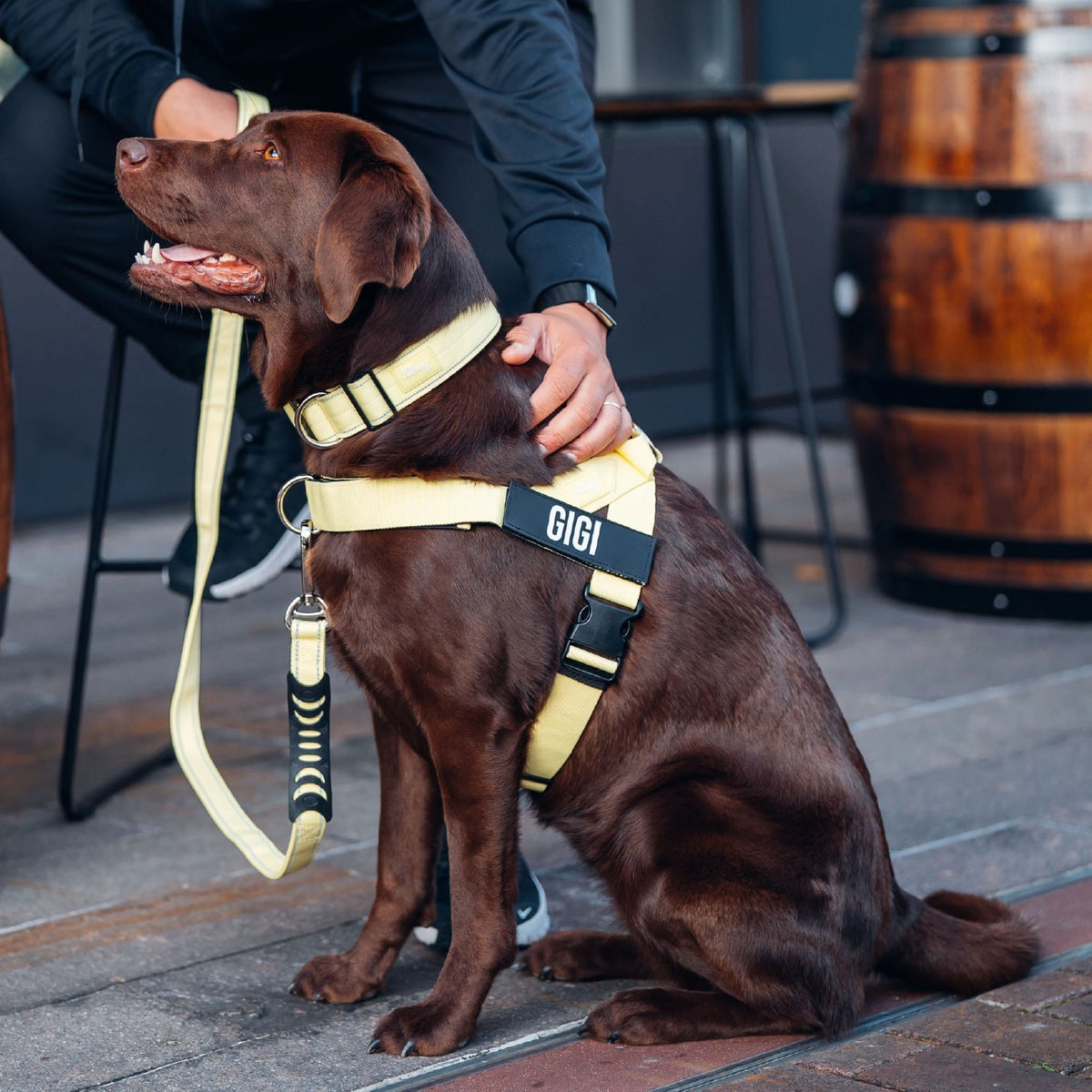 Personalised Dog Harness