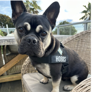 Dog shop near my location clearance