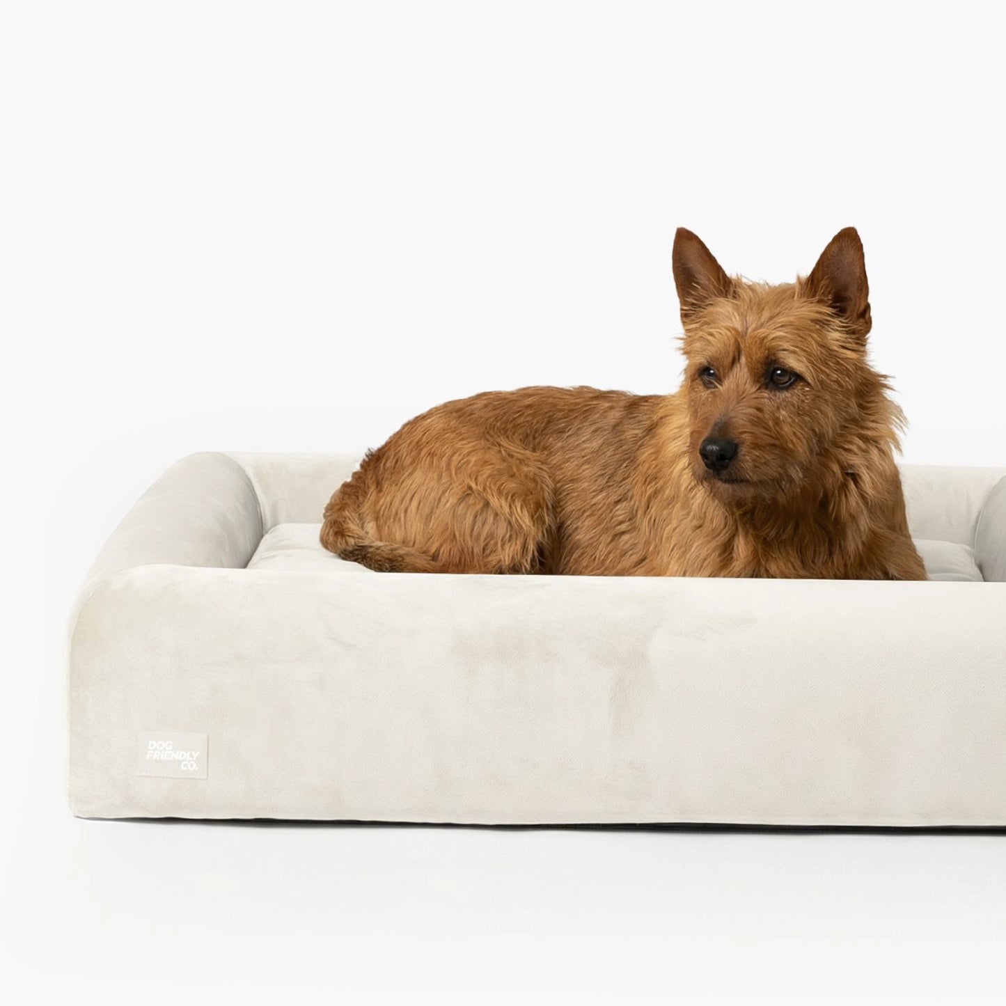 Premium Orthopedic Memory Foam Dog Bed - Beige (Small)