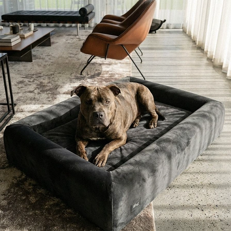 https://www.dogfriendlyco.com/cdn/shop/files/PremiumOrthopedicMemoryFoamDogBed_Charcoal_Product_03_2a7c4bf7-f034-4dbb-bd44-7325a3333c0e.webp