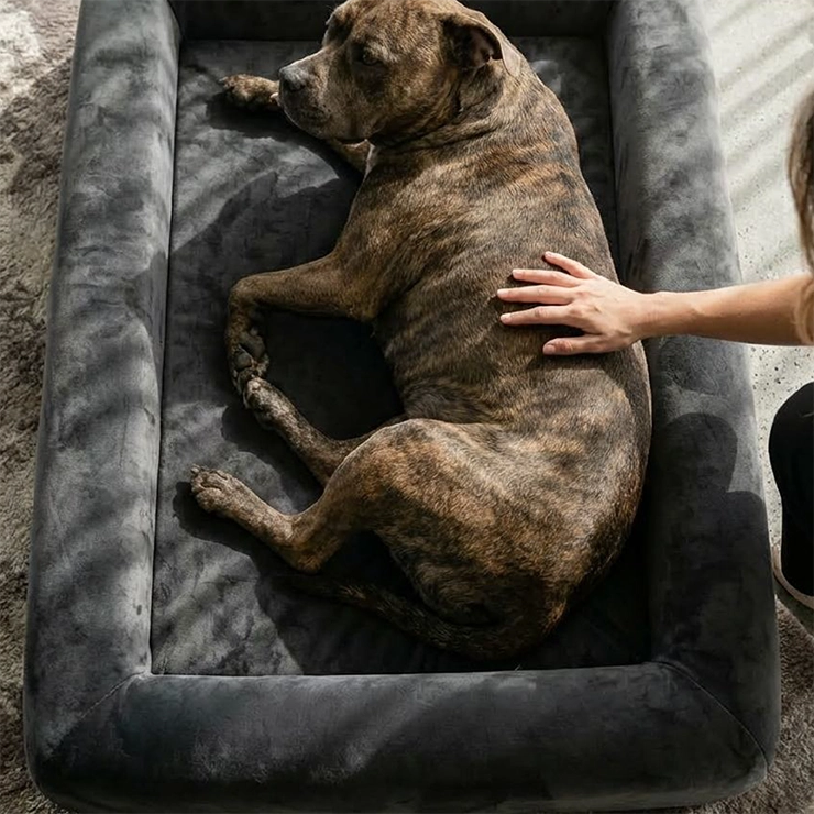 https://www.dogfriendlyco.com/cdn/shop/files/PremiumOrthopedicMemoryFoamDogBed_Charcoal_Product_04_a757c5fd-94f2-406f-9f24-945f954a1e9b.webp