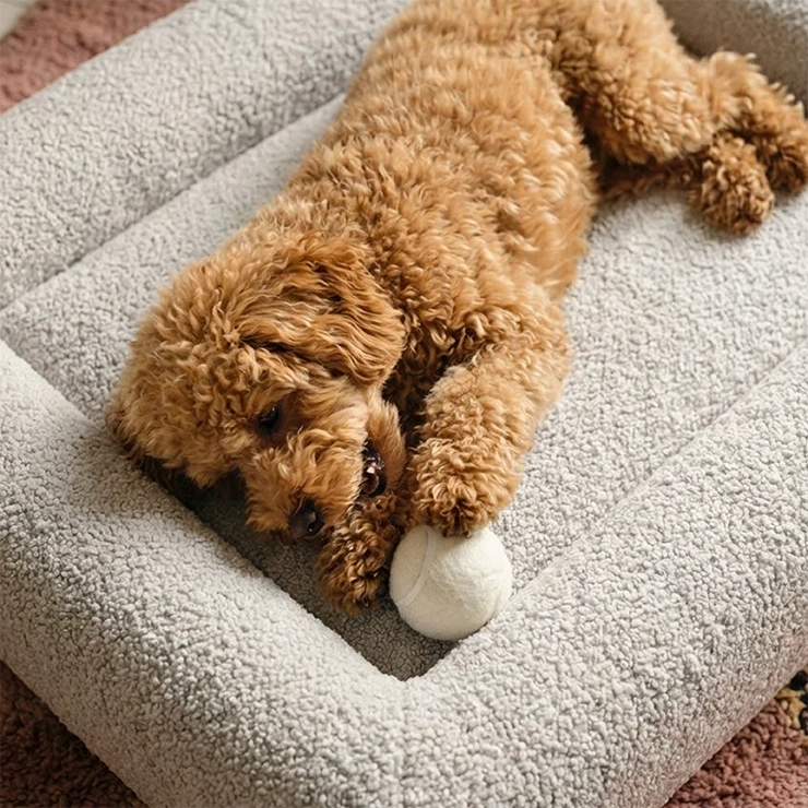 https://www.dogfriendlyco.com/cdn/shop/files/PremiumOrthopedicMemoryFoamDogBed_GreyBoucle_Product_04.webp