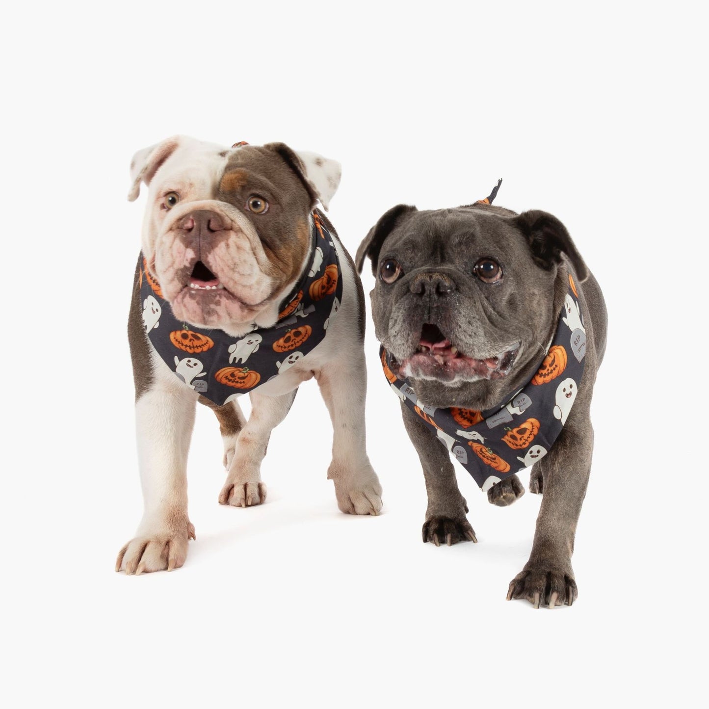 Halloween Dog Bandana