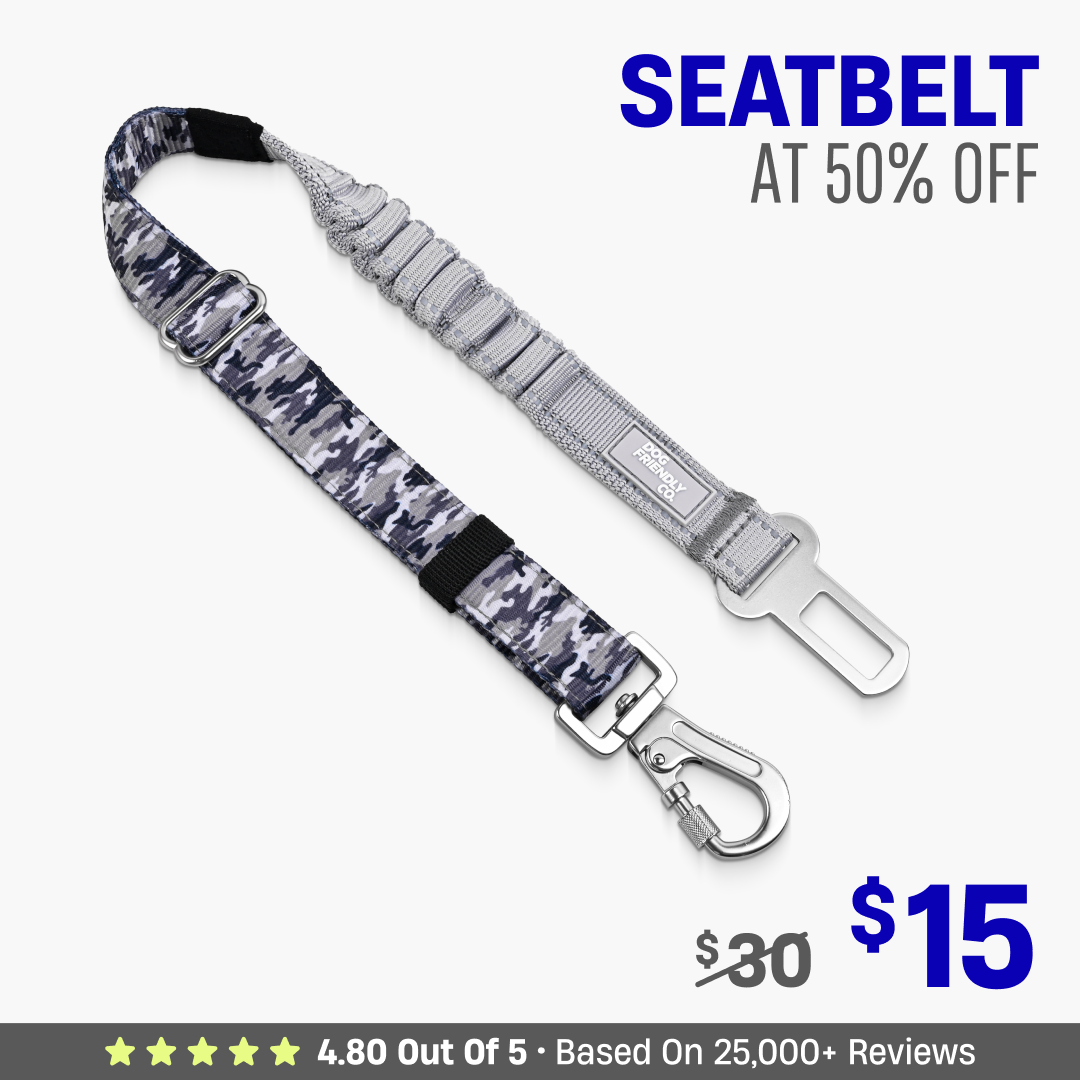 Dog Seat Belt