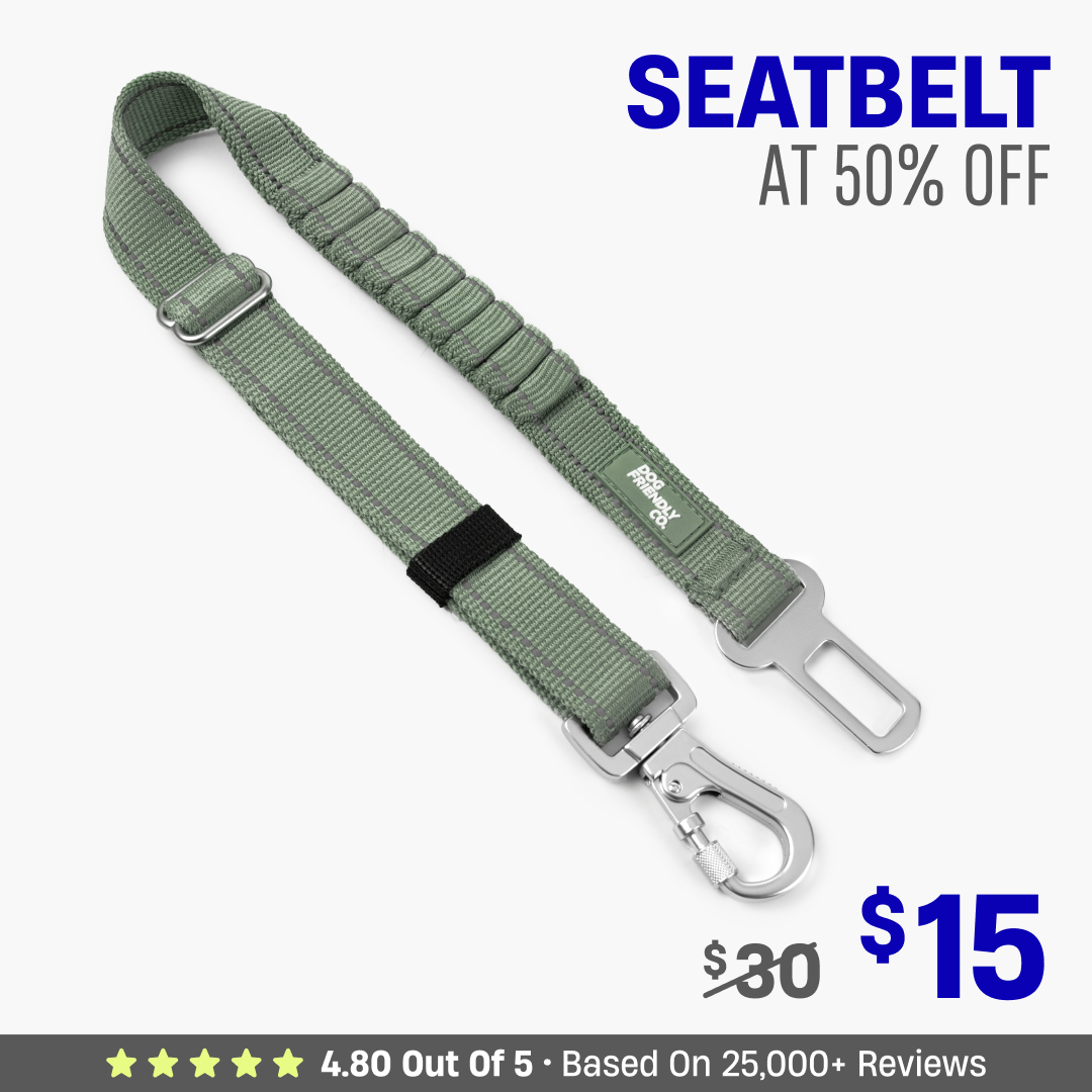 Dog Seat Belt