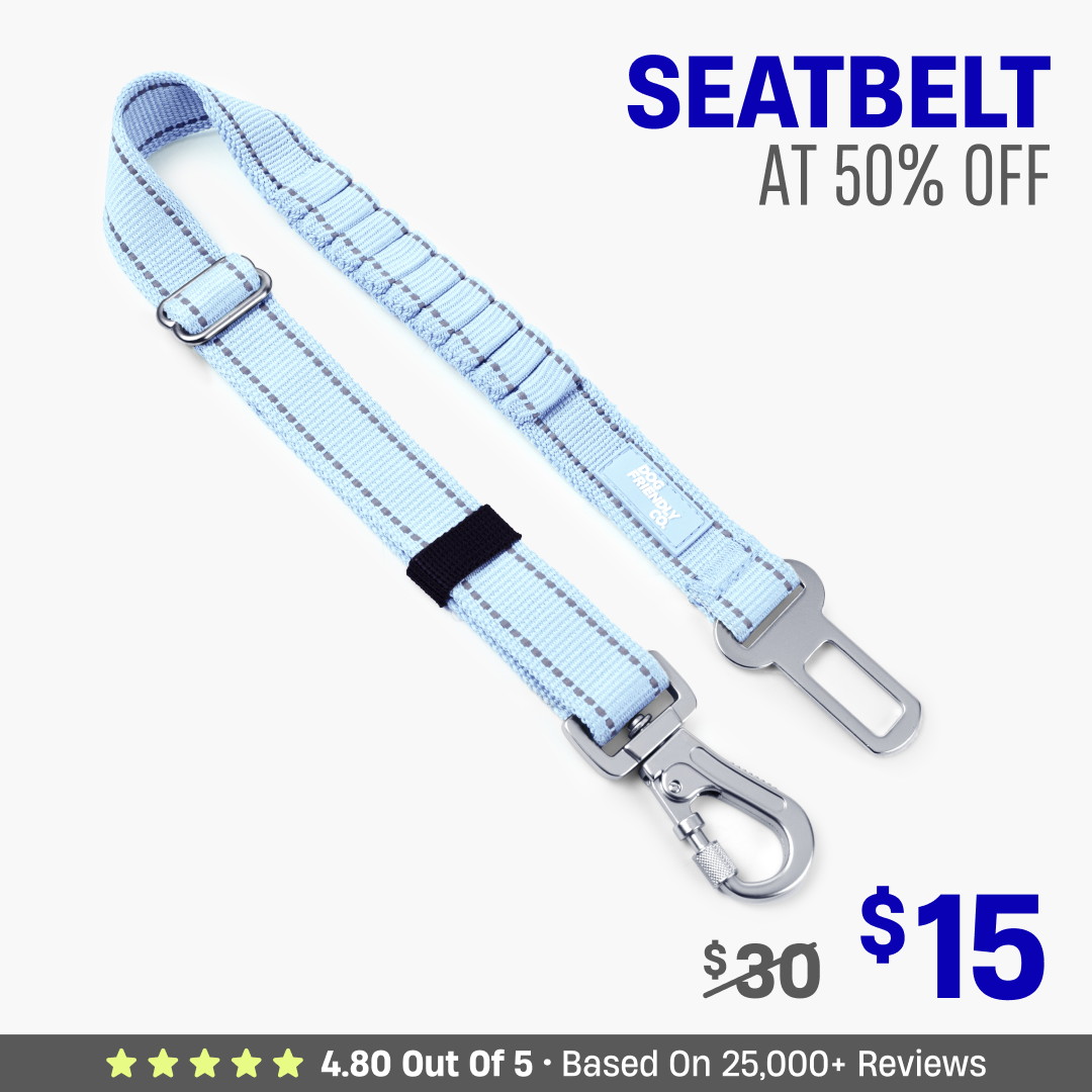 Dog Seat Belt