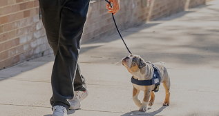 Shop Leashes