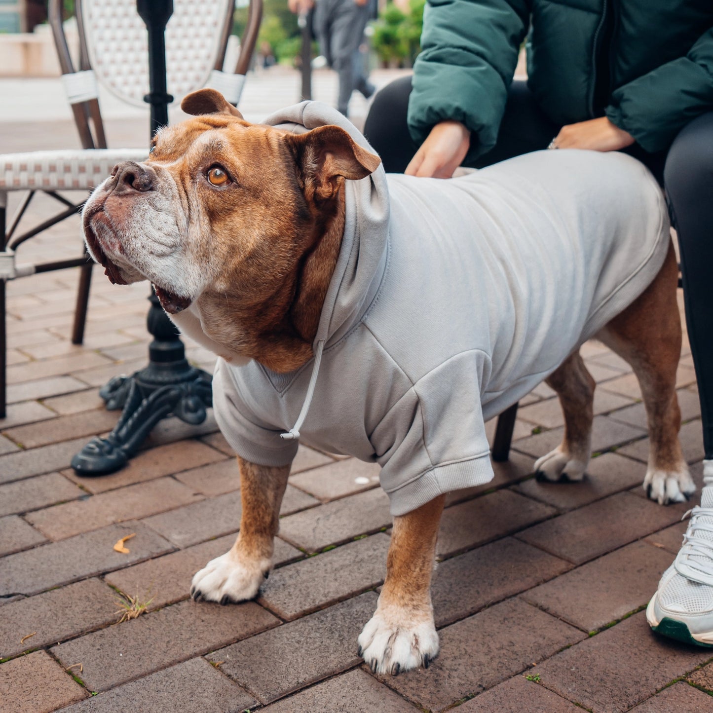 Signature Dog Hoodie - Grey