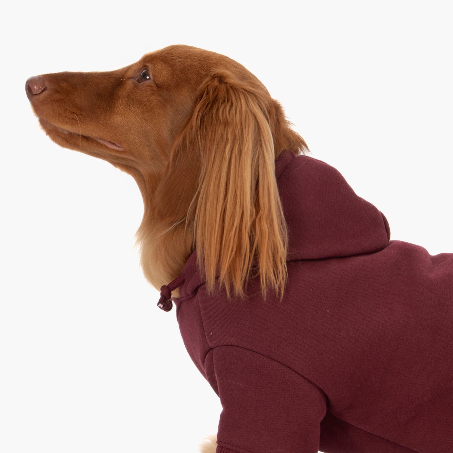 Signature Dog Hoodie - Maroon