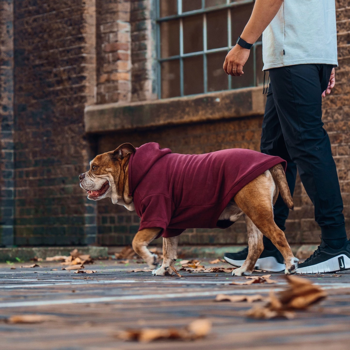 Signature Dog Hoodie - Maroon