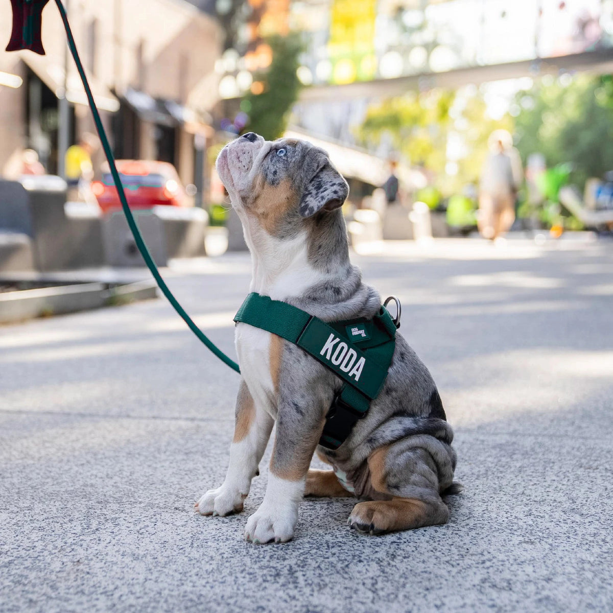 Merle puppy in the Forest harness with the name KODA, looking up on a city street, on the bungee leash