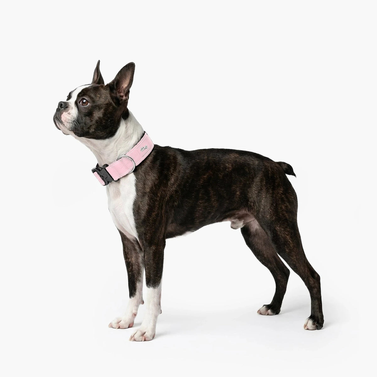 Boston terrier in the Sakura tactical collar
