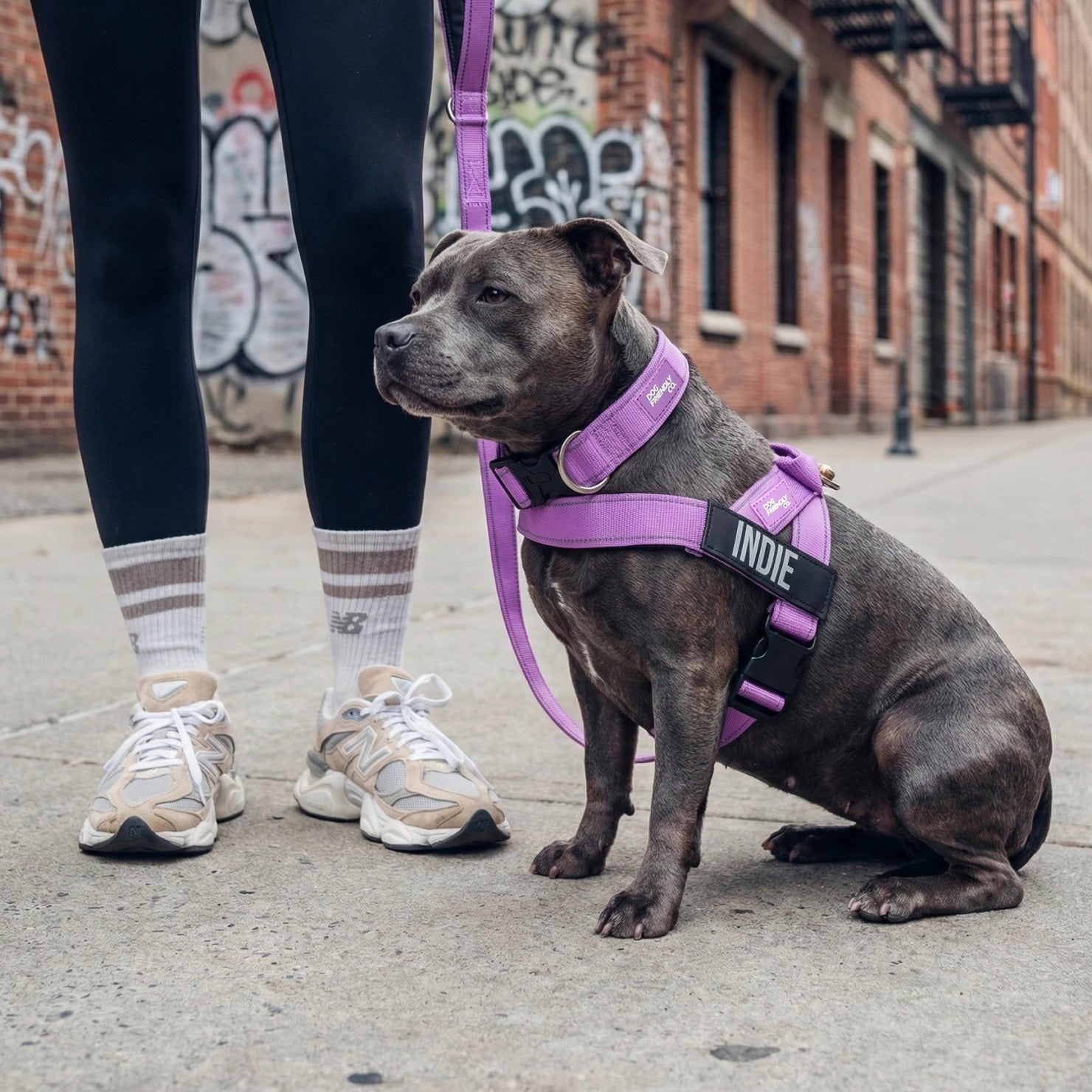 No-Pull Dog Harness, Collar & Leash Set - Purple – Dog Friendly Co.