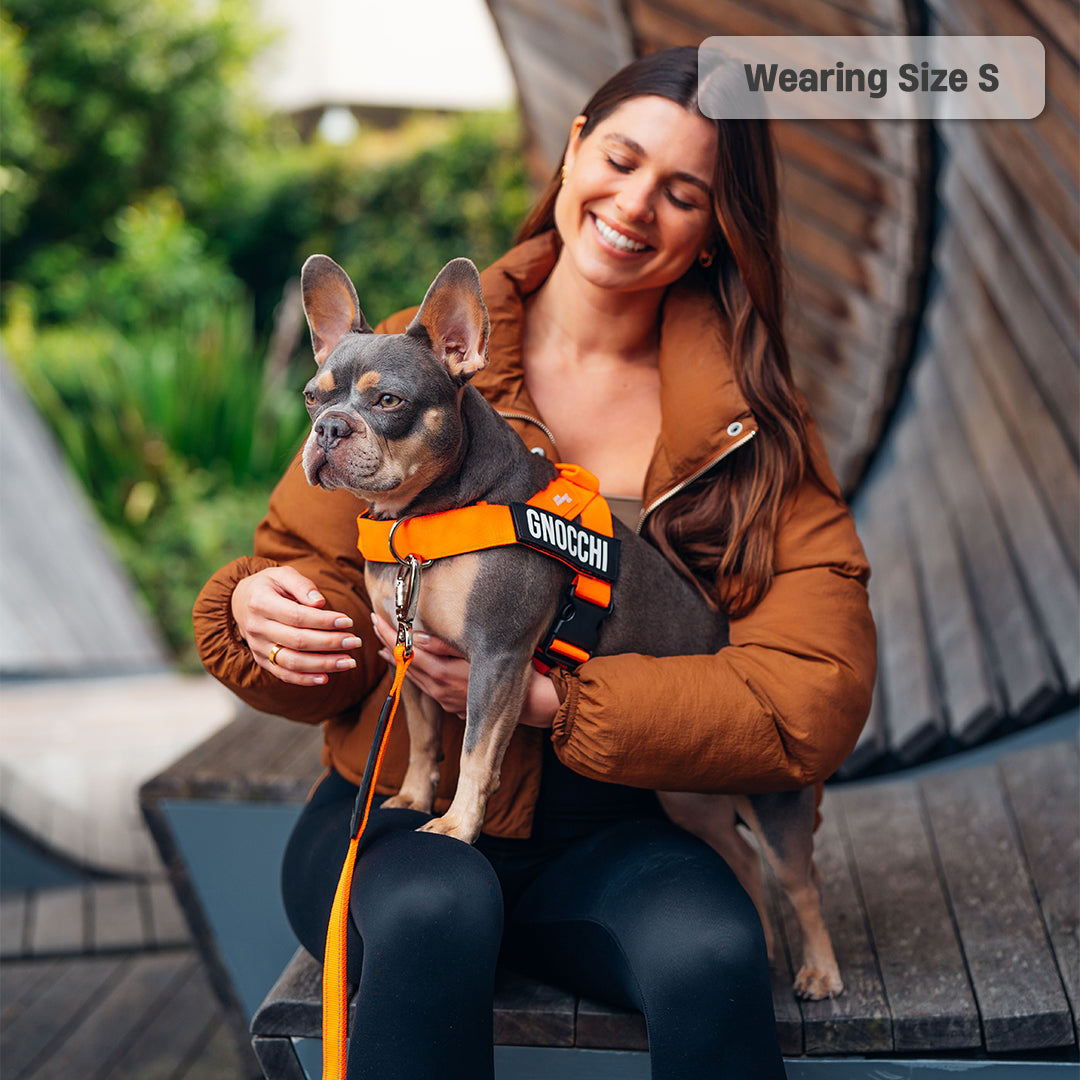 Ultimate No-Pull Bundle - Hi-Vis Orange