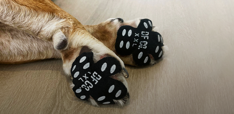 Premium Dog Accessories Shop Online Dog Friendly Co