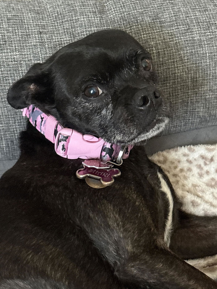 Boston Terrier wearing a Pink Camo Essentials Collar (customer photo)