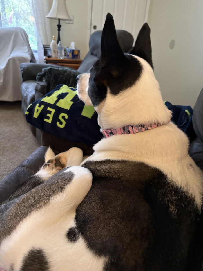 Dog wearing a Pink Camo Essentials Collar (customer photo)
