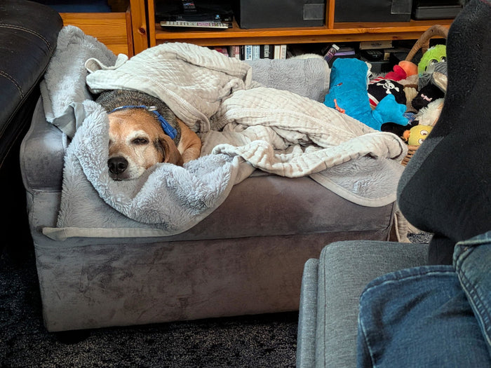 Beagle wearing a Classic Blue Essentials Collar (customer photo)