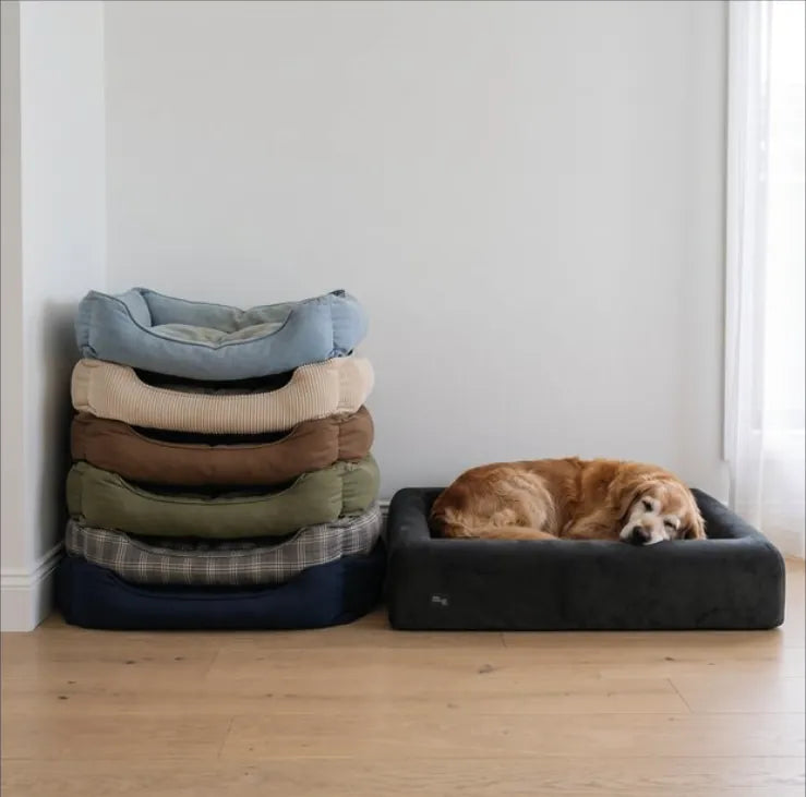 A stack of worn-out old beds beside a golden retriever asleep on the new one, on a hardwood floor