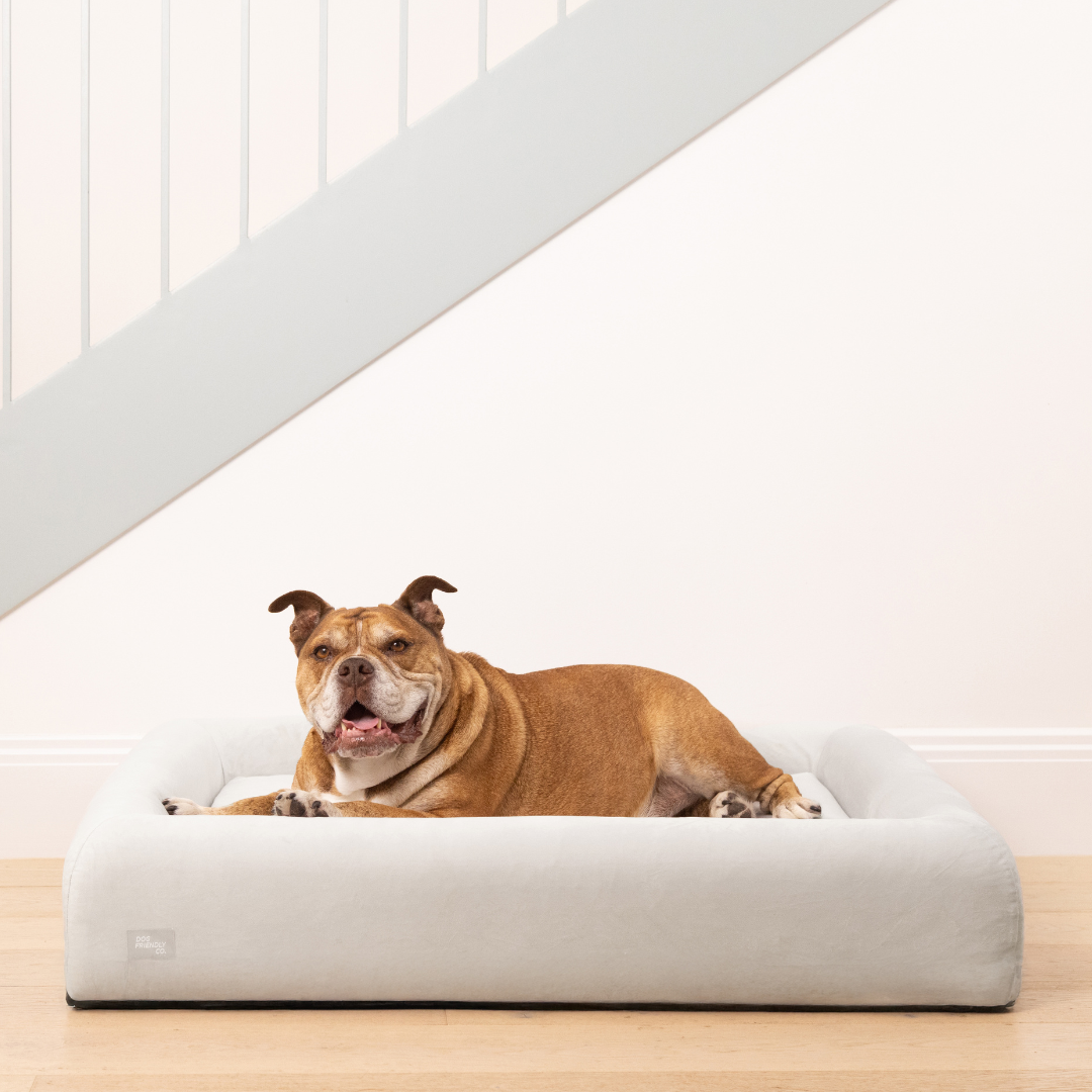 Premium Orthopedic Memory Foam Dog Bed - Grey (Medium) &ndash; Dog Friendly Co.