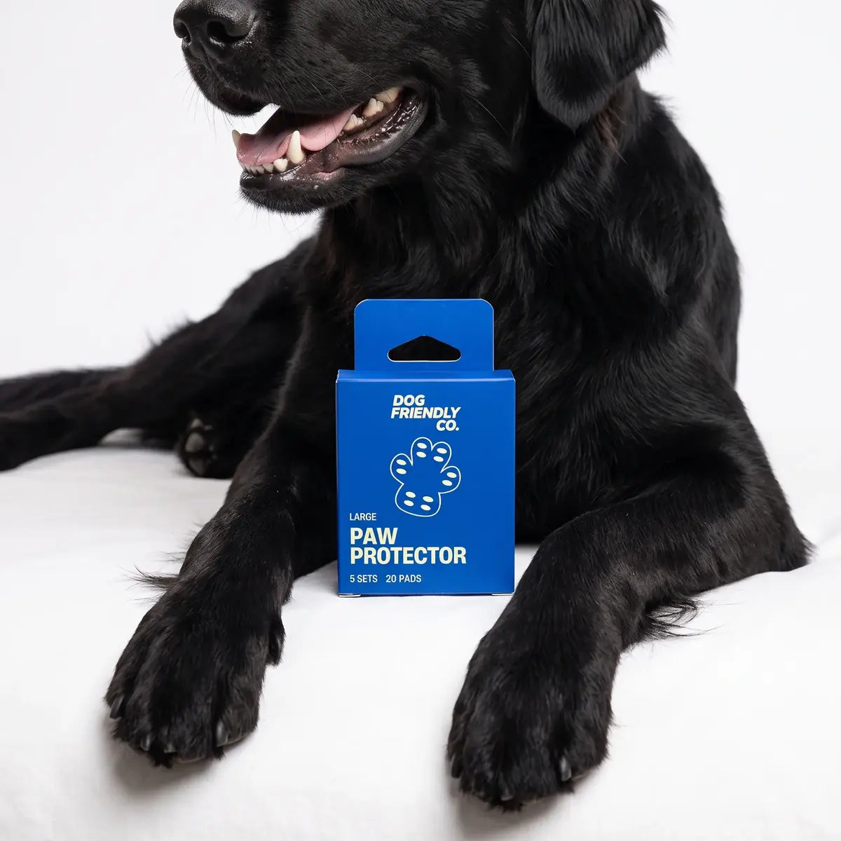 Dog lying behind a box of Paw Protector pads