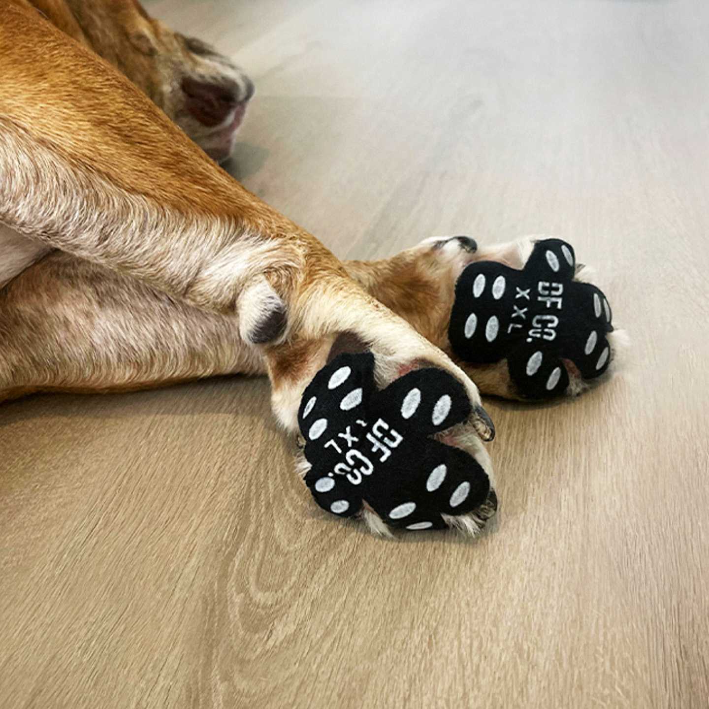 Dog Paw Pad Protectors Lifetime Warranty – Dog Friendly