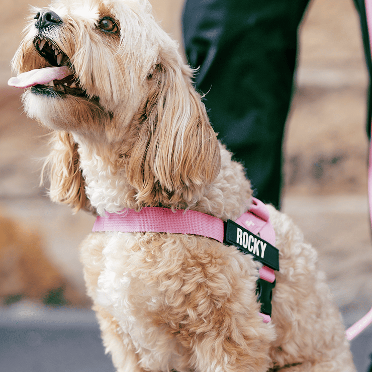 Personalised Dog Harness - Pink