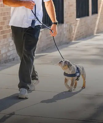 Shop Leashes