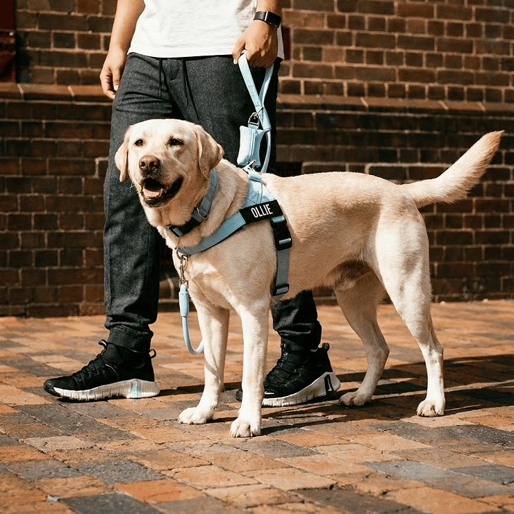 Personalised Dog Harness - Sky Blue