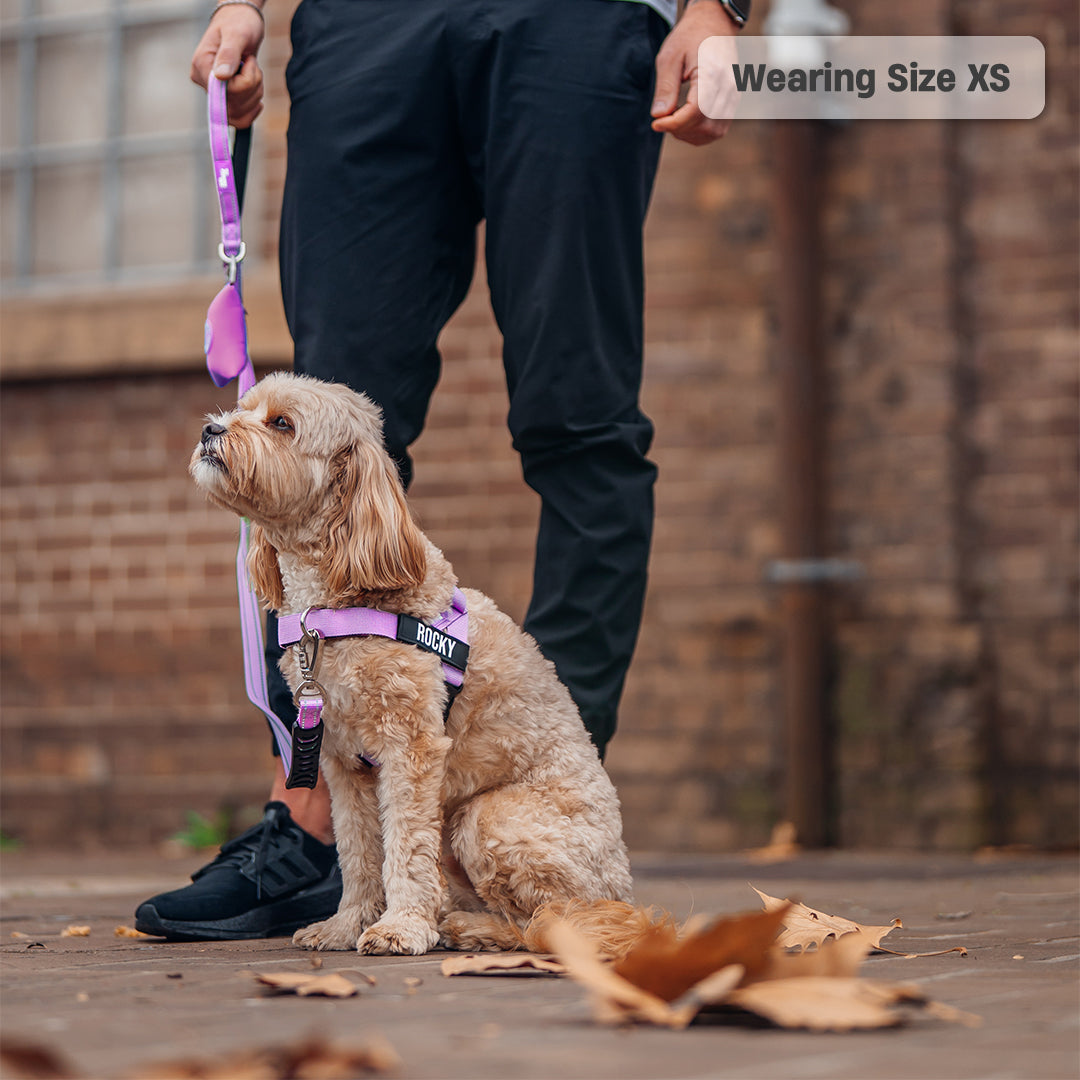Dog Harness - Purple