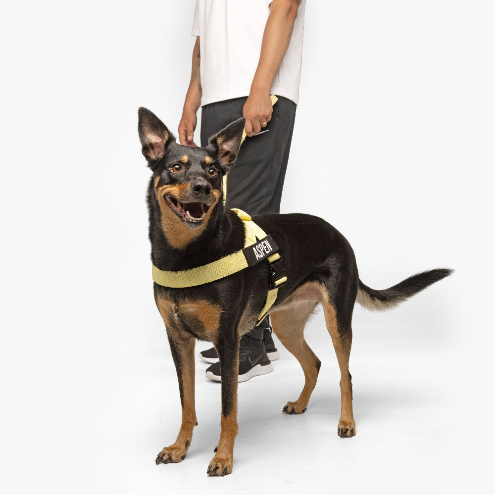 Signature Kit - Yellow