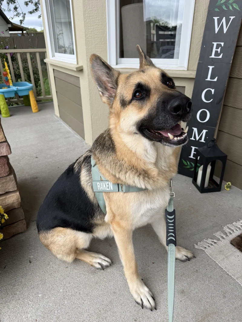 German shepherd wearing DFC at home
