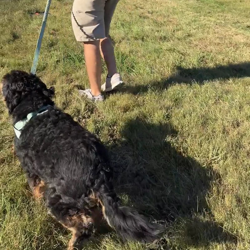 Owner and dog enjoying an outdoor field walk