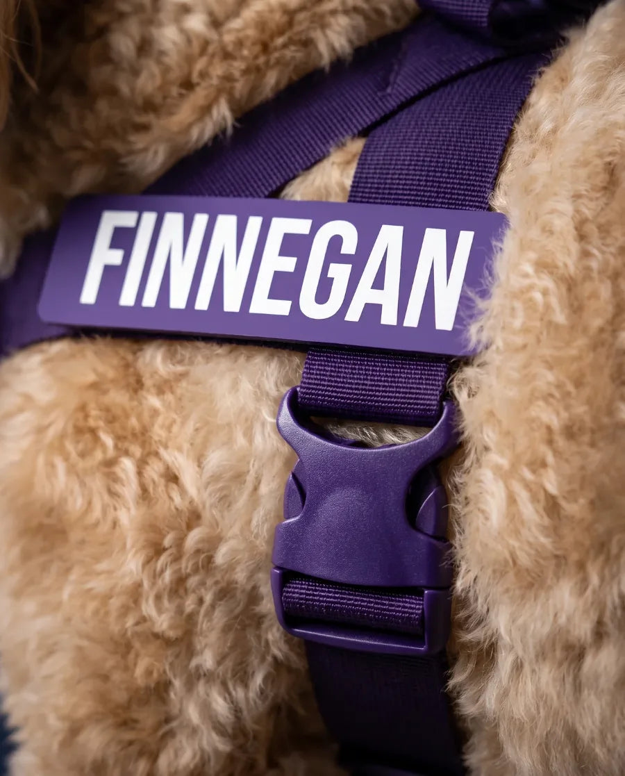 Purple harness with a Finnegan name patch