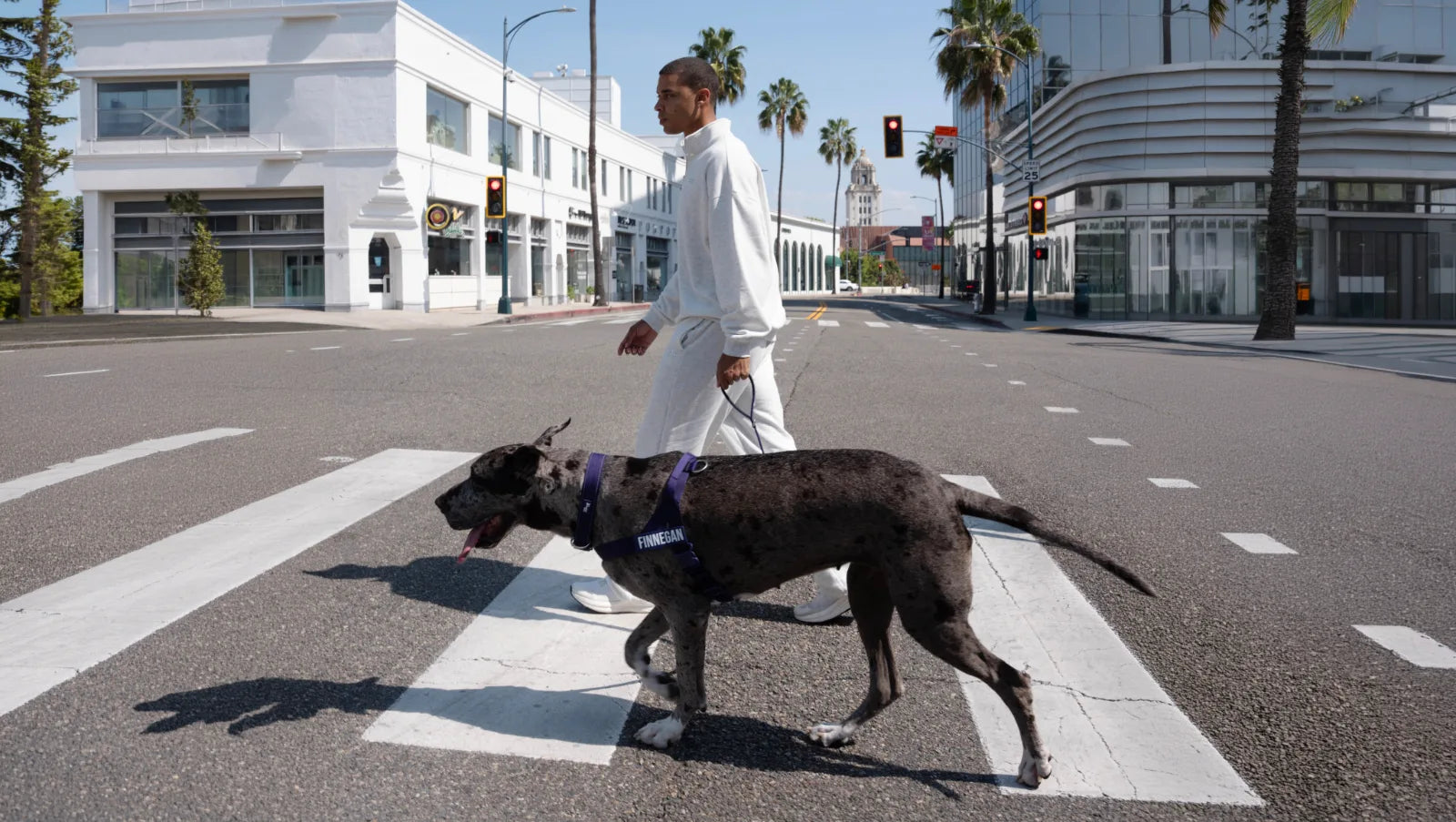 Man in a white tracksuit walking a Great Dane in a purple Dog Friendly Co. harness across a sunny street
